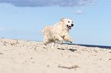 GOLDEN RETRIEVER 498